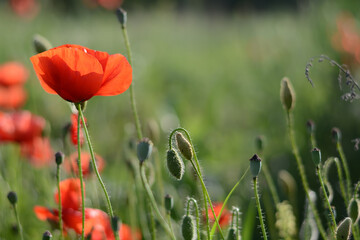 Red poppy flowers in green meadow blurred background in the light of the setting sun. Summer...