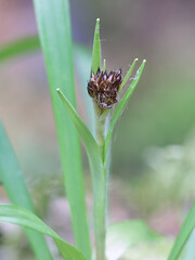 Fototapeta premium Luzula pilosa, known as the hairy wood-rush, wild plant from Finland