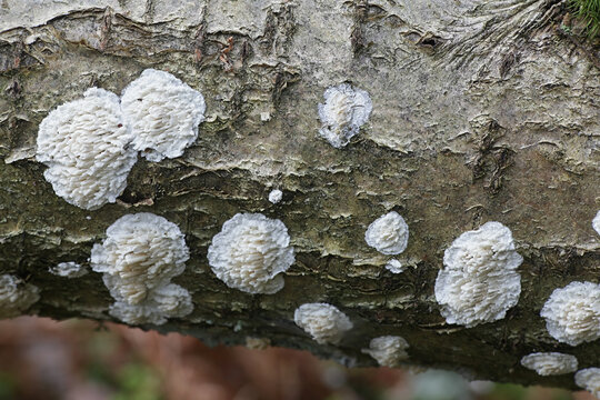 Basidioradulum radula, known as toothed crust, wild fungus from Finland