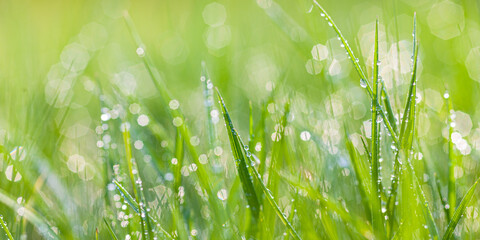 sparkling grass