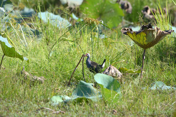 Purple Swamphen on the grass