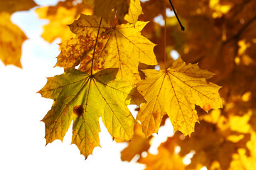 Background group autumn yellow leaves, selective focus, as a background for your project.