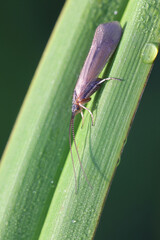 Limnephilus affinis, a caddisfly from Finland with no common english name
