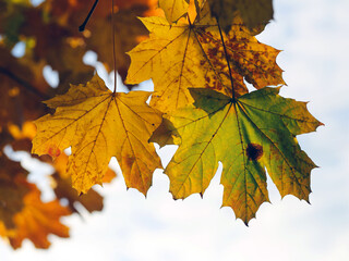 Background group autumn yellow leaves, selective focus, as a background for your project.