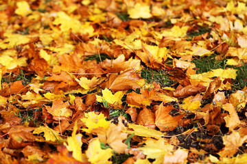 Background group autumn yellow leaves, selective focus, as a background for your project.