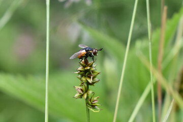 Raupenfliege, Gymnosoma rotundatum, mit gelben Bereichen am Hinterleib auf Segge