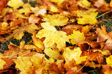 Background group autumn yellow leaves, selective focus, as a background for your project.