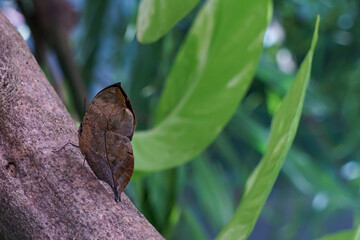 butterfly on a tree