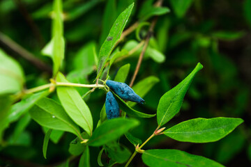 Ripe honeysuckle berries on the bush. Selective focus. Shallow depth of field.
