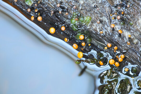 Vibrissea truncorum, a submerged water fungus growing in forest streams