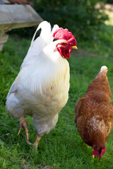Cock and chicken on the traditional free range poultry farm, selective focus