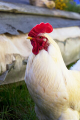 The cock and hen on traditional free range poultry farm