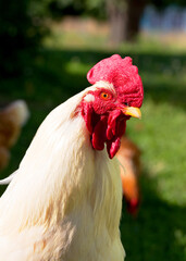 Cock on the traditional free range poultry farm, selective focus