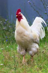 Cock on the traditional free range poultry farm, selective focus