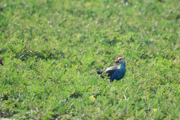 Purple Swamphen on the grass