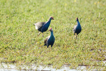 Purple Swamphen on the grass