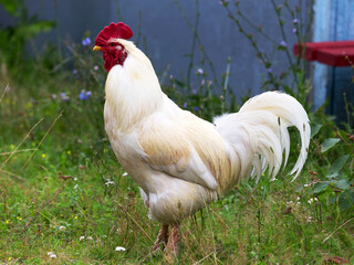 The cock and hen on traditional free range poultry farm