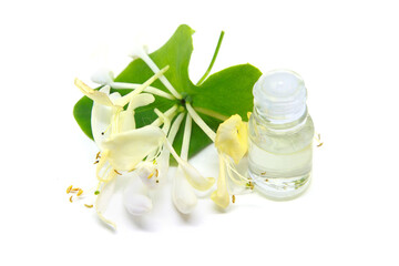 Obraz na płótnie Canvas Lonicera caprifolium, honeysuckle flower essential oil