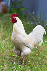 The cock and hen on traditional free range poultry farm
