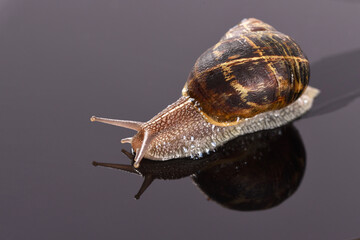 Snail on the black background.