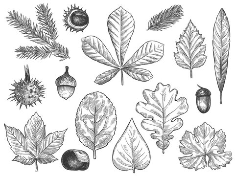 Sketch fall leaves. Outlined autumn forest plants foliage such as october oak, acorn and chestnut, maple leaf vintage hand drawn etch vector rustic set isolated on white background.