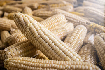 The peeled ears of corn. Close up of raw mature yellow cob of sweet corn