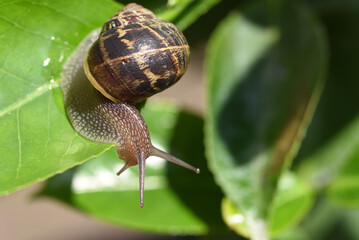 Snail on the green leaf in the garden.