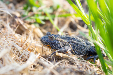 The common toad, European toad, or simply the toad (Bufo). Close up macro of toad in the natural environment