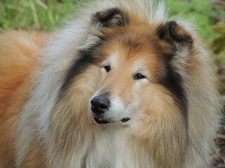Collie