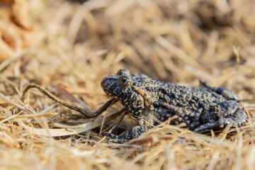 The common toad, European toad, or simply the toad (Bufo). Close up macro of toad in the natural environment
