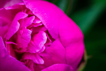 Fototapeta na wymiar Blooming peony in the garden. Selective focus.