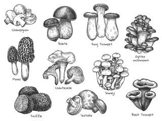 Sketch mushrooms. Hand drawn various edible mushroom morel, truffle, champignon, black and king trumpet, bolete mushroom vintage set. Organic vegetarian product for menu packaging vector illustration.