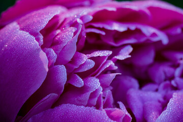 Blooming peony in the garden. Selective focus.