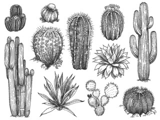 Sketch cactus. Hand drawn wild succulents, prickly desert plants, agave, saguaro and prickly pear blooming vintage black and white cactuses set on white background engraving vector illustration. © Tartila