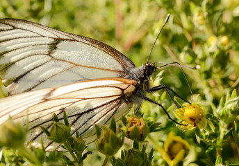 A butterfly drinks nectar from a yellow flower