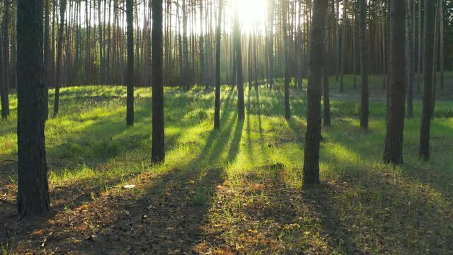 Fairy tale morning forest sun. Summer Pine Forest In Sunny Day. Drone flies between tall green trees