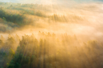 Obraz na płótnie Canvas Misty morning forest