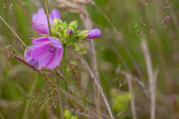 Fioletowe polne kwiaty.  Kwiaty w naturalnym srodowisku. Chwasty polne. Dzika przyroda. © ff25