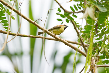 bird on a branch