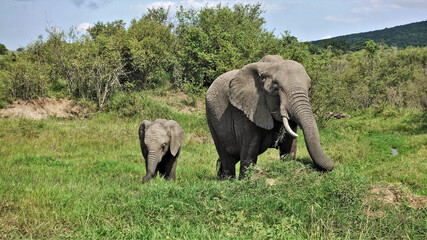Mom elephant and her baby graze peacefully on the green grass in the Masai Mara Park, Kenya. Wrinkled gray skin, trunk, tusks, large ears, a bunch of grass in the mouth are clearly visible. 