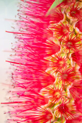 callistemon flower in very close up