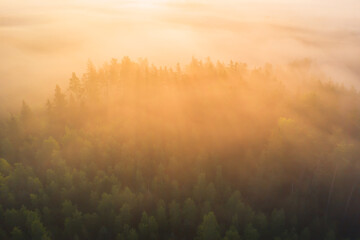 Misty forest in morning sunlight
