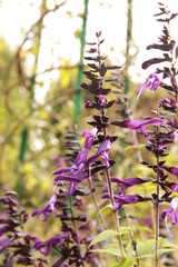 Fleurs mauves 