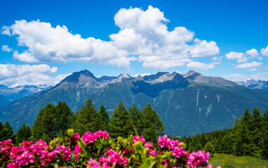 Fototapeta premium Panorama of beautiful countryside of Swiss Alps. Sunny afternoon. Wonderful springtime landscape in mountains. Grassy field and spring flowers. Rural scenery.