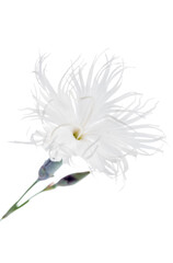 Single gillyflower isolated on white background