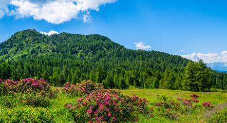 Naklejka na ściany i meble Panorama of beautiful countryside of Swiss Alps. Sunny afternoon. Wonderful springtime landscape in mountains. Grassy field and spring flowers. Rural scenery.