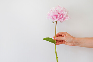 Cropped shot of female hand holding one bright peony with lush bud. Woman with single pink flower. White backgound, copy space for text. Top view, close up, minimalistic composition. - Powered by Adobe