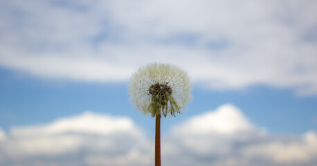 White dandelion against the blue sky. Peaceful nature. Beautiful background. Concept image. Copy space.