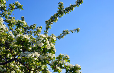 White thorn bush blooming in spring time outdoor