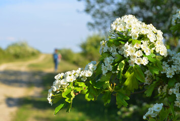 A person hiking on a sand trail path in the nature with blooming hawthorn bush in the foreground